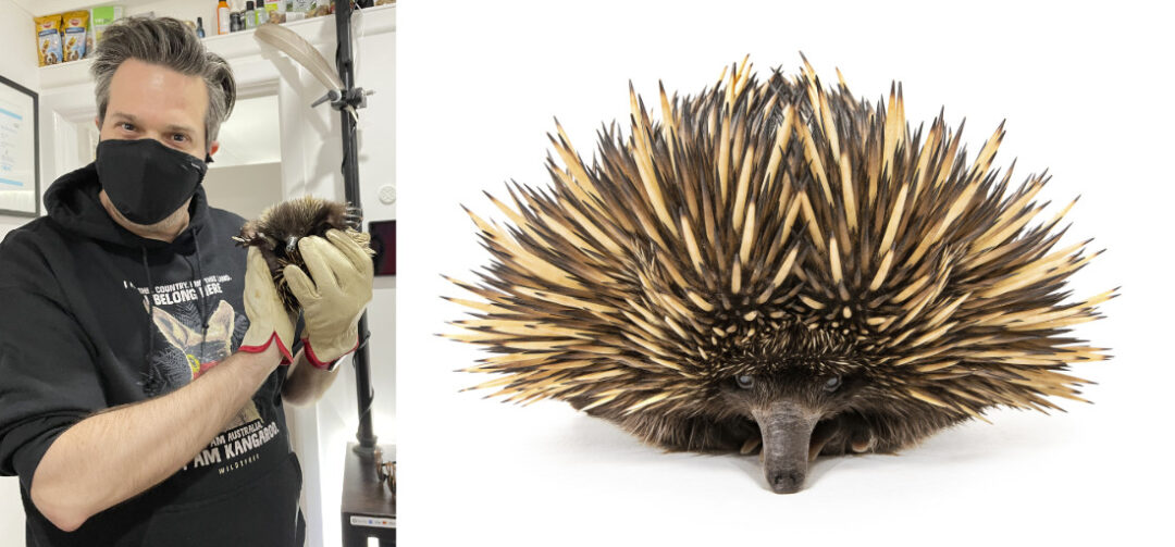 Peter Sharp Echidna