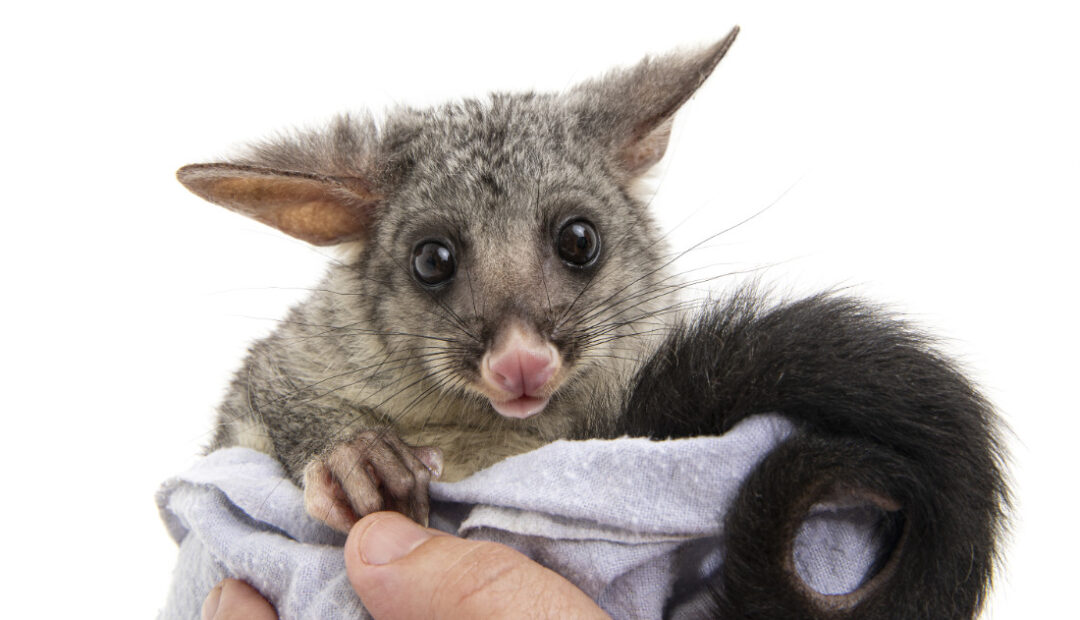 Peter Sharp Possum